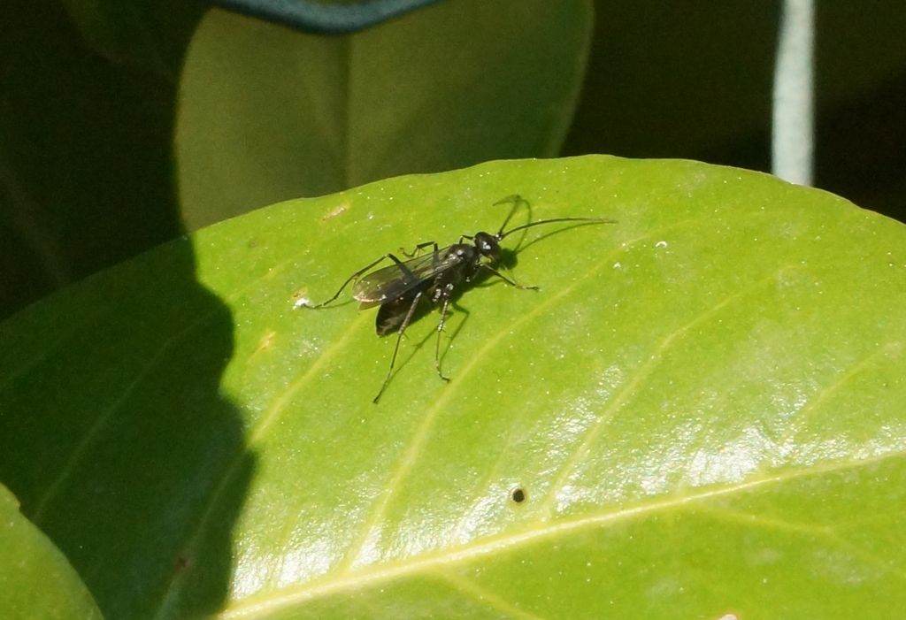 Pompilidae sp.